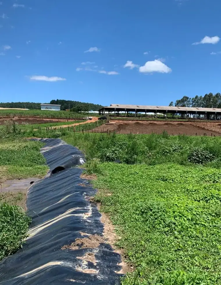 Lagoa de efluentes com geomembrana em confinamento bovino licenciado no Rio Grande do Sul