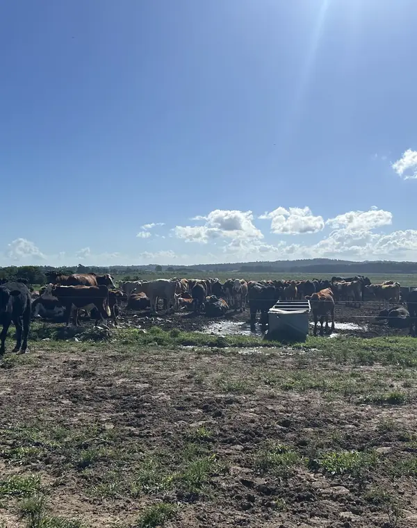 Rebanho em confinamento bovino com rotina ambiental acompanhada
