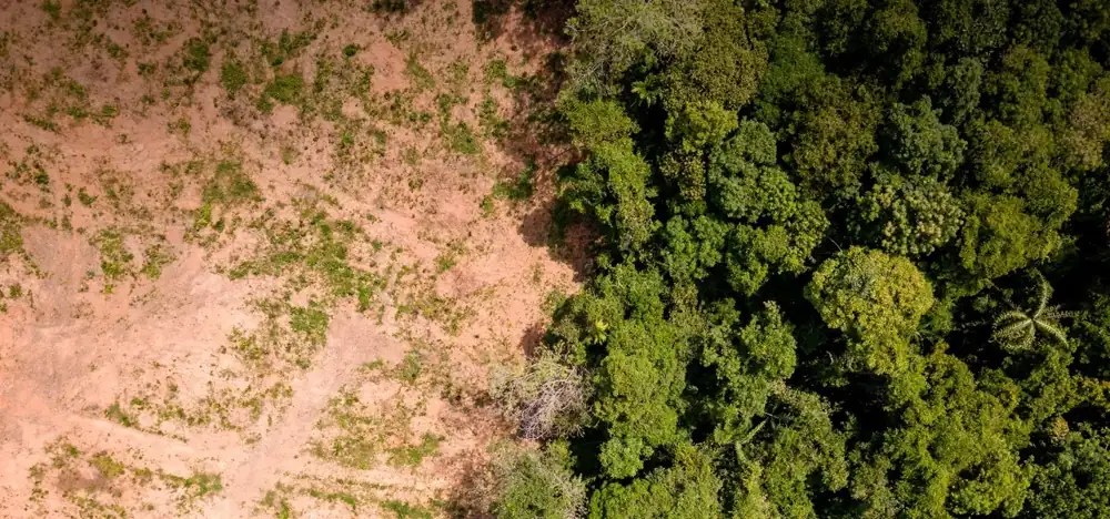 Estudo de impacto ambiental em área de empreendimento